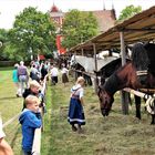 Dinkelsbühl Kinderzeche 2017 :Pferde-umd andere Schönheiten