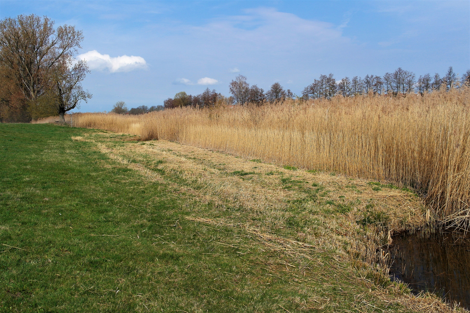 Dinkelsbühl : Schilf im Walkweiher