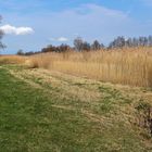 Dinkelsbühl : Schilf im Walkweiher