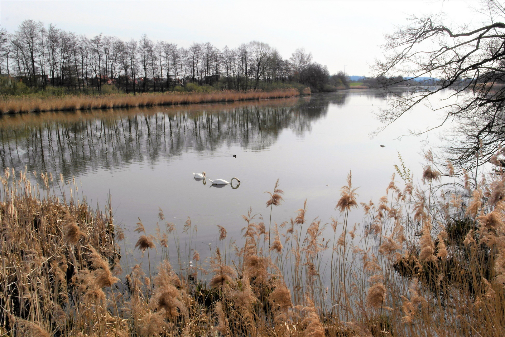 Dinkelsbühl : Schwäne und Enten auf dem  Walkweiher