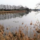 Dinkelsbühl : Schwäne und Enten auf dem  Walkweiher