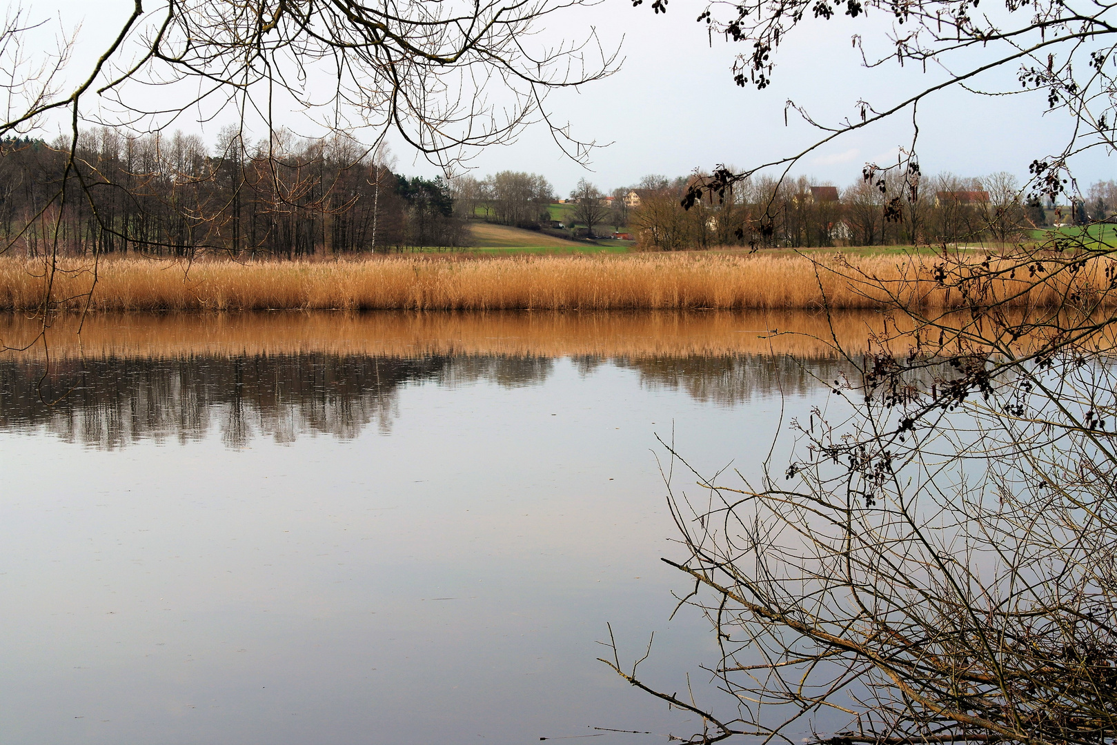 Dinkelsbühl : Walkweiher mit Schilffläche