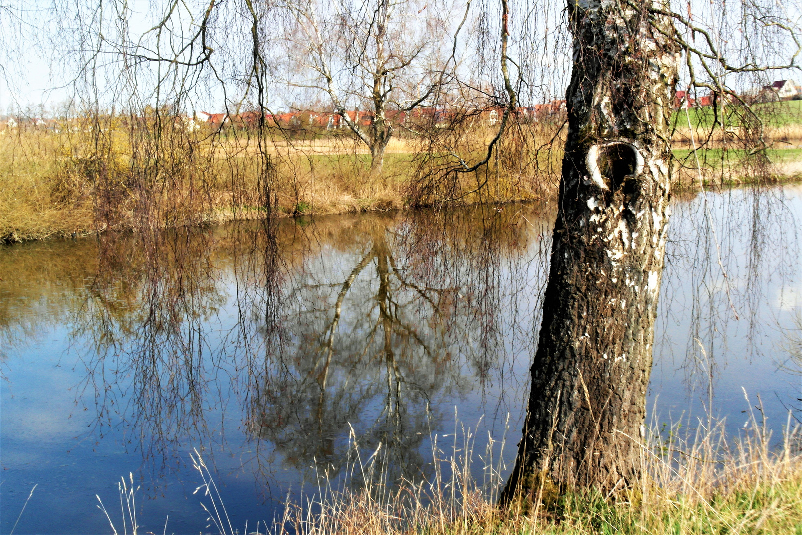 Dinkelsbühl:Beidseitig  Birken am Walkweiher