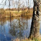 Dinkelsbühl:Beidseitig  Birken am Walkweiher