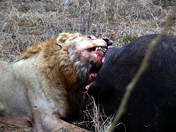 Dinner