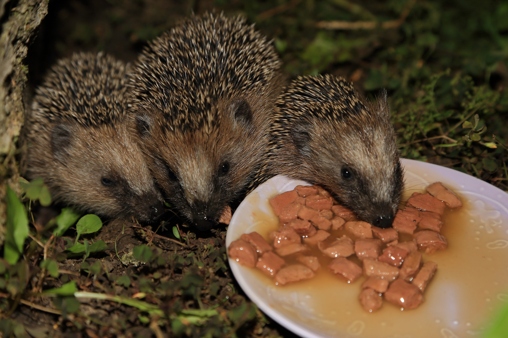 Dinner