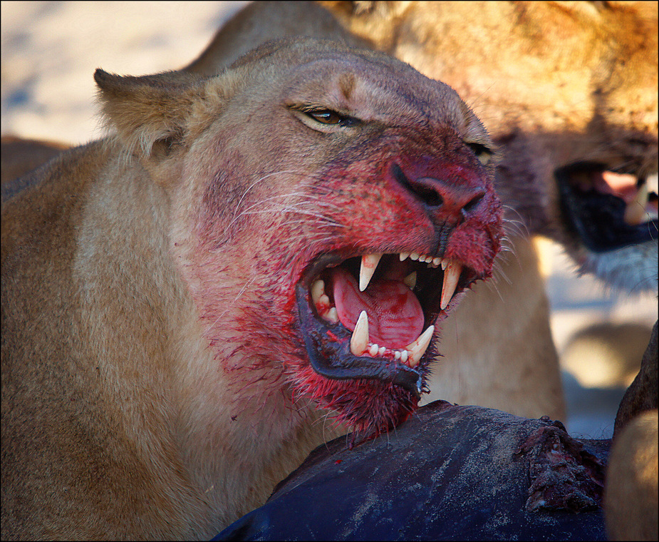 Dinner for a Lioness