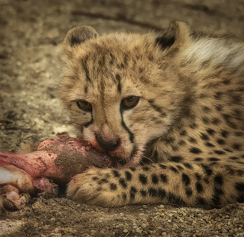 Dinner for one