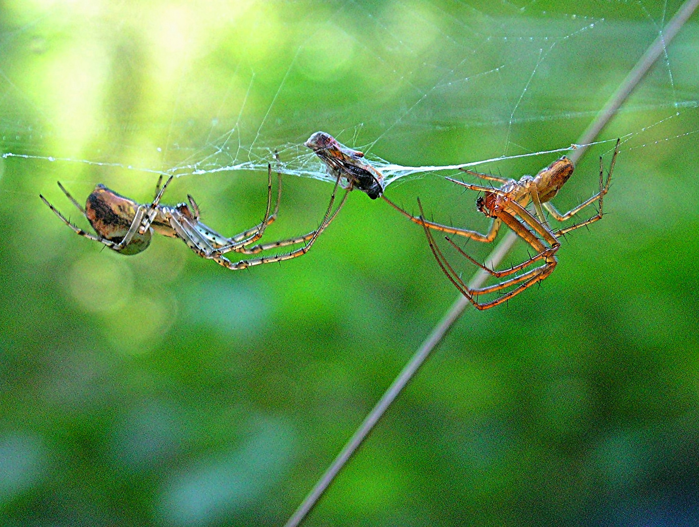 Dinner for two