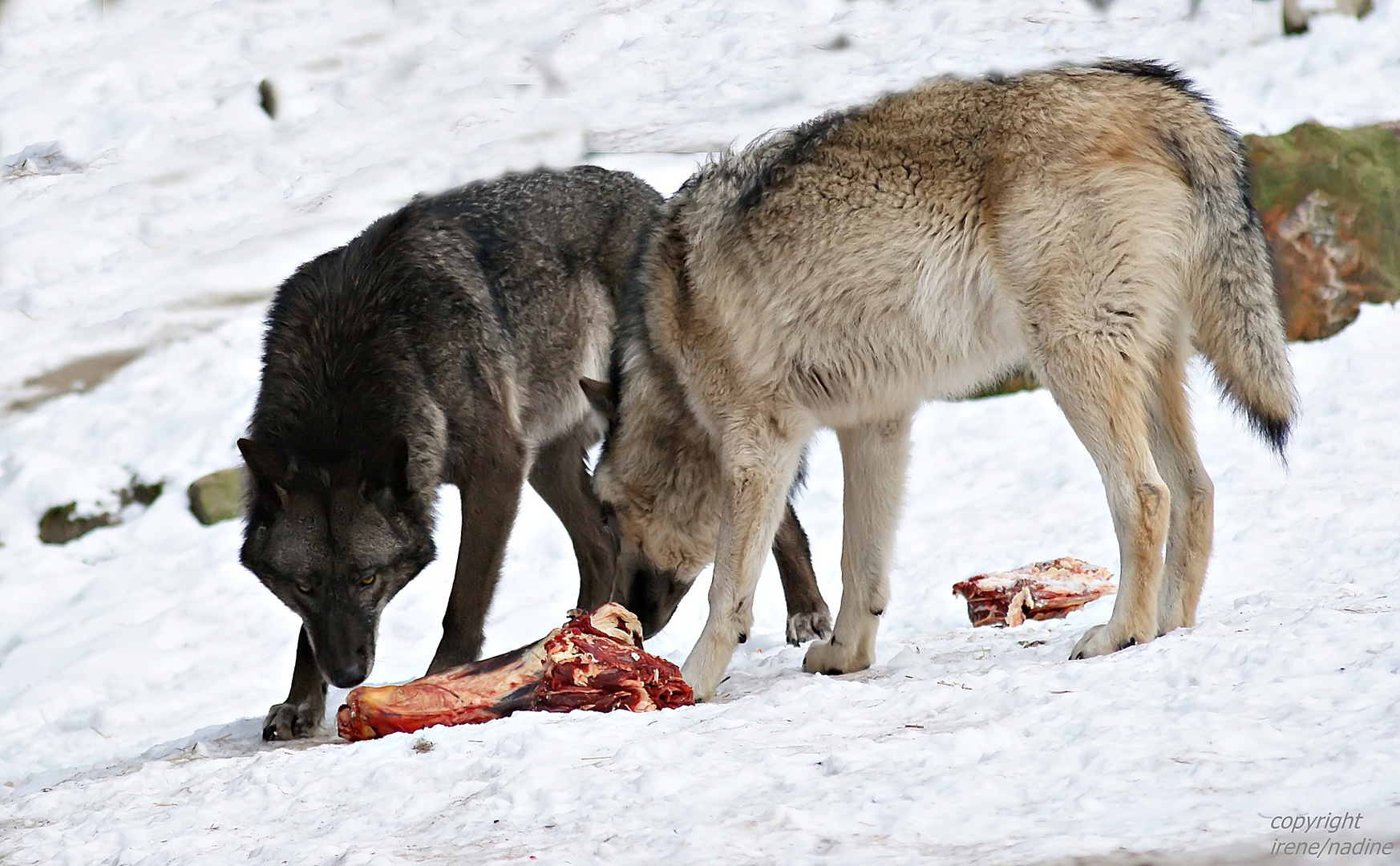 Dinner for Two