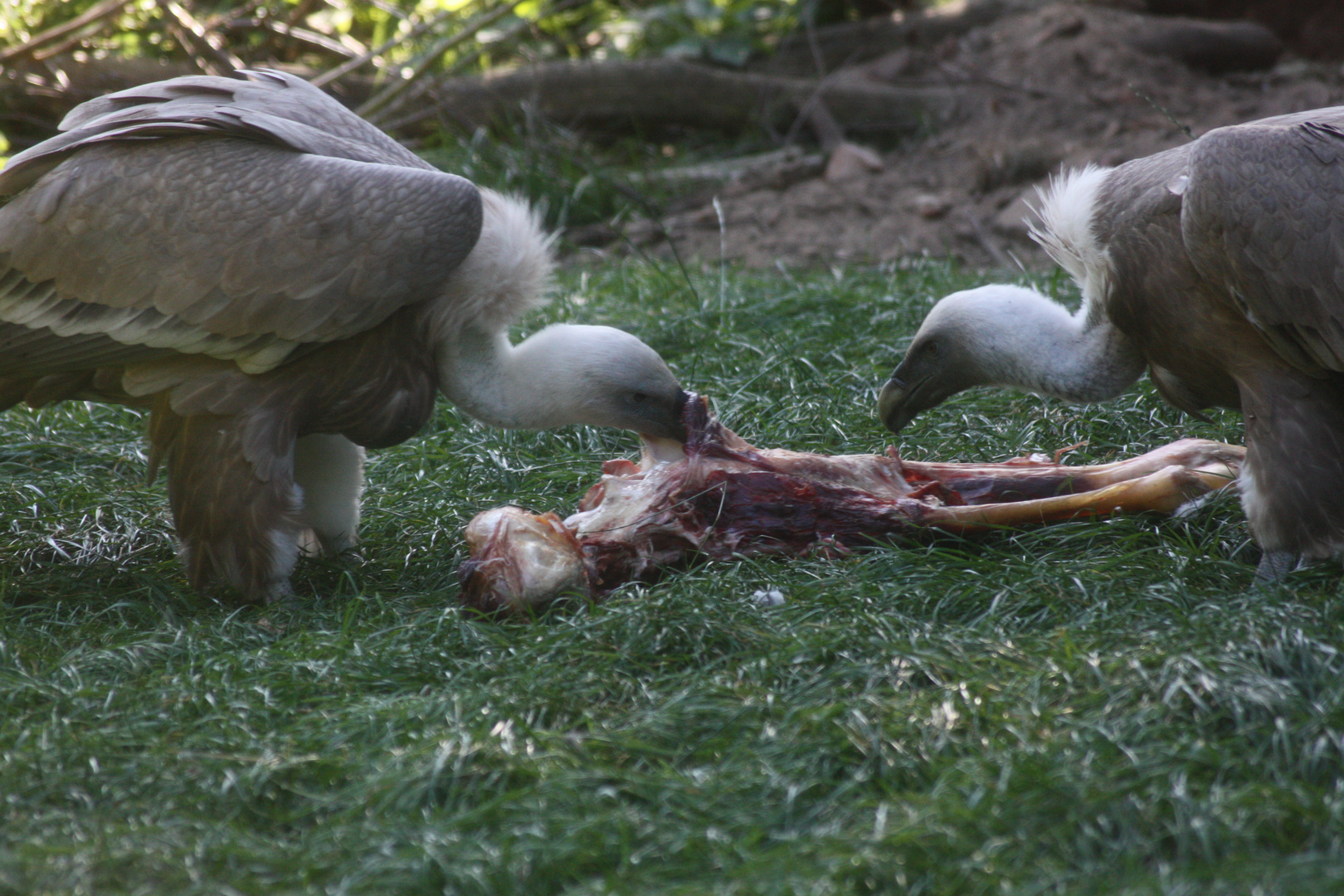 Dinner for Two