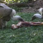 Dinner for Two