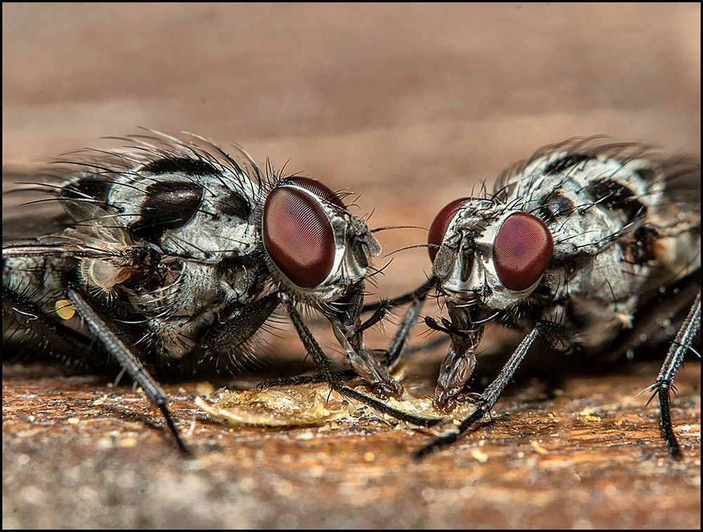 Dinner for two