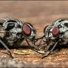 Dinner for two