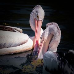 Dinner for two