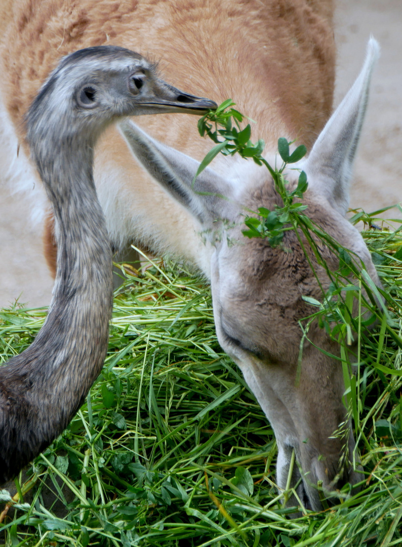 Dinner for Two