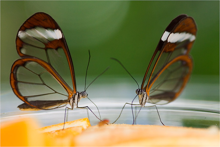 Dinner for two butterflies