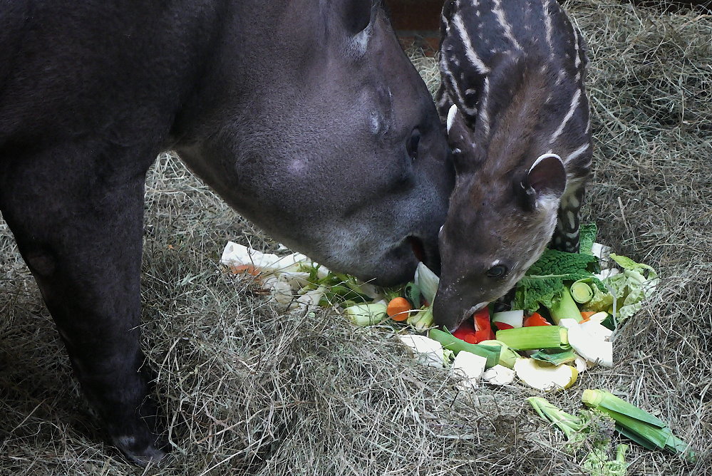 Dinner for Two