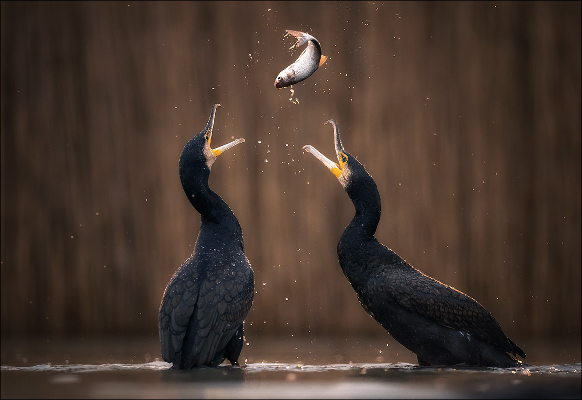 Dinner for Two 