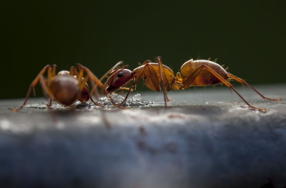 Dinner for two