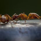 Dinner for two