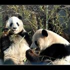 Dinner for two in Schönbrunn