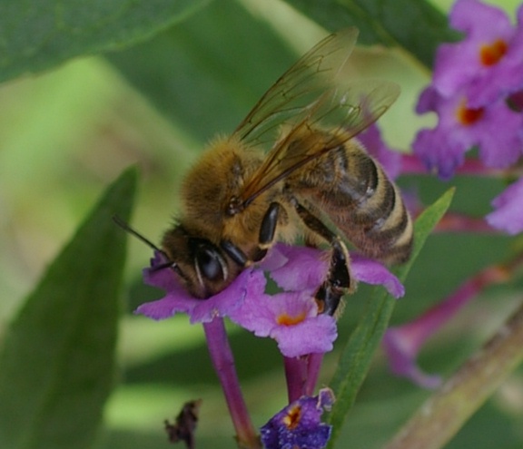 Dinner für Bienchen