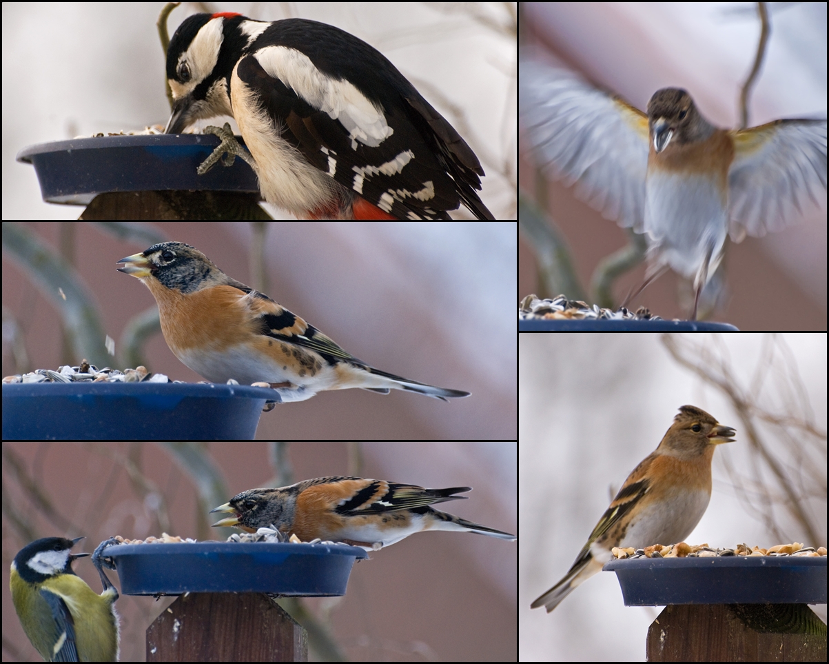 Dinnertreff im Garten