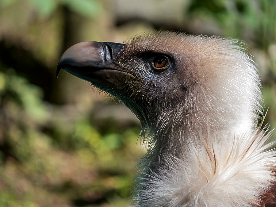 Dino Foto & Bild tiere, zoo, wildpark & falknerei, vögel Bilder auf