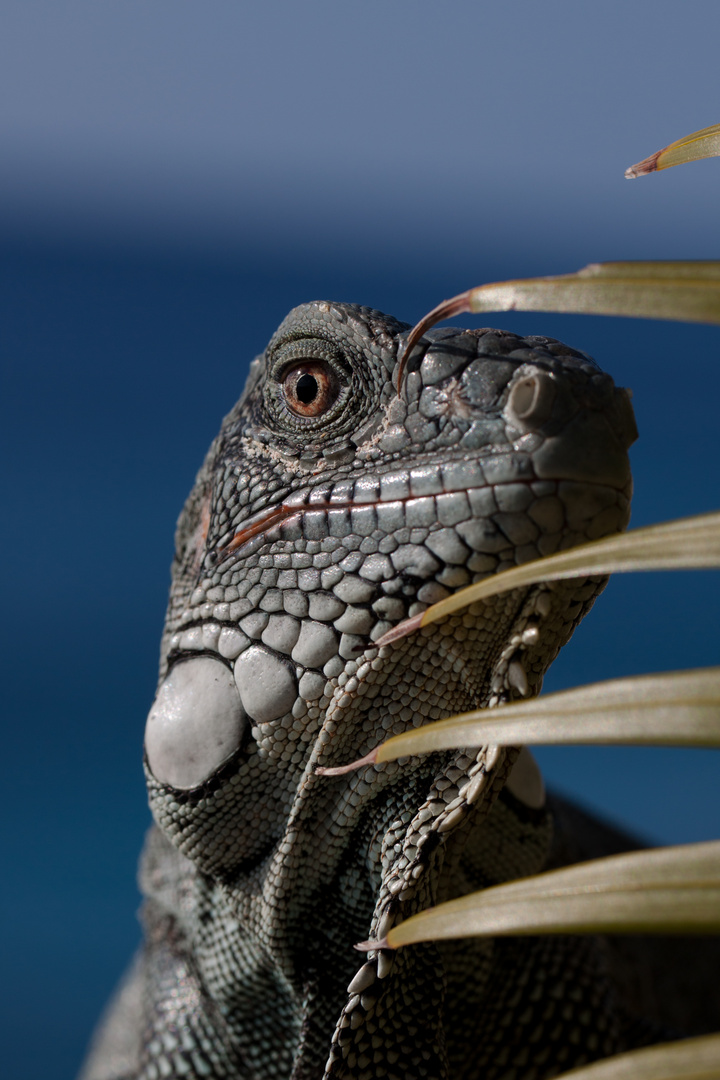 Dino auf der Lauer