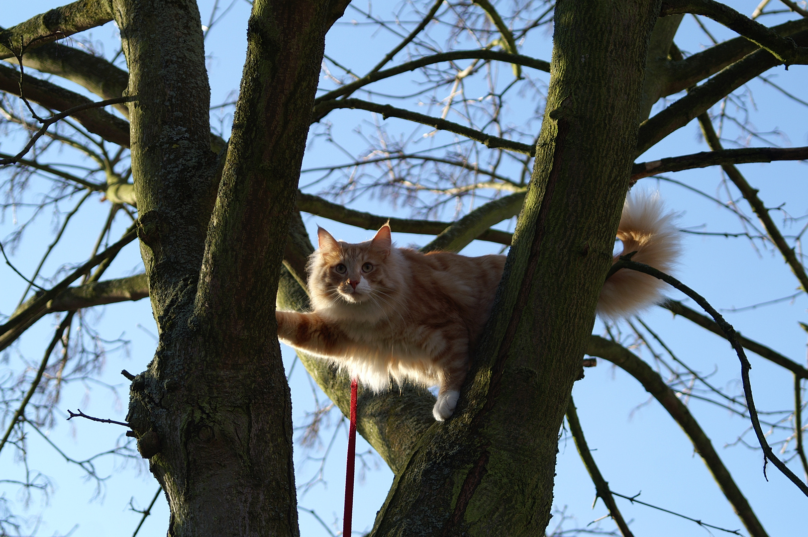 Dino im Baum