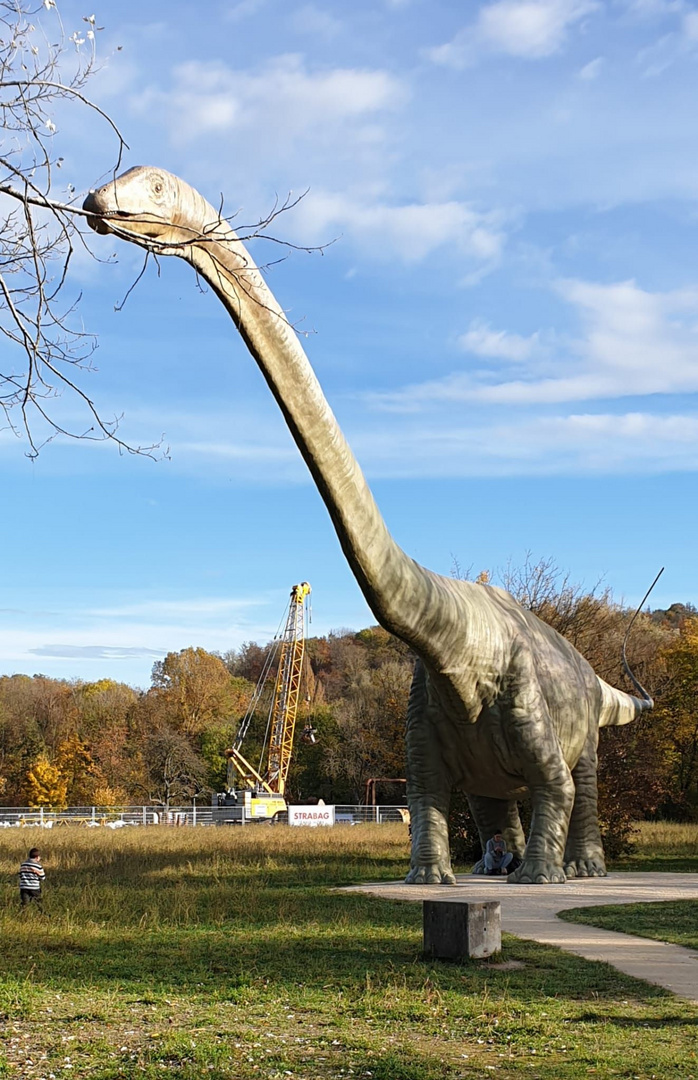 Dino mit Durchblick