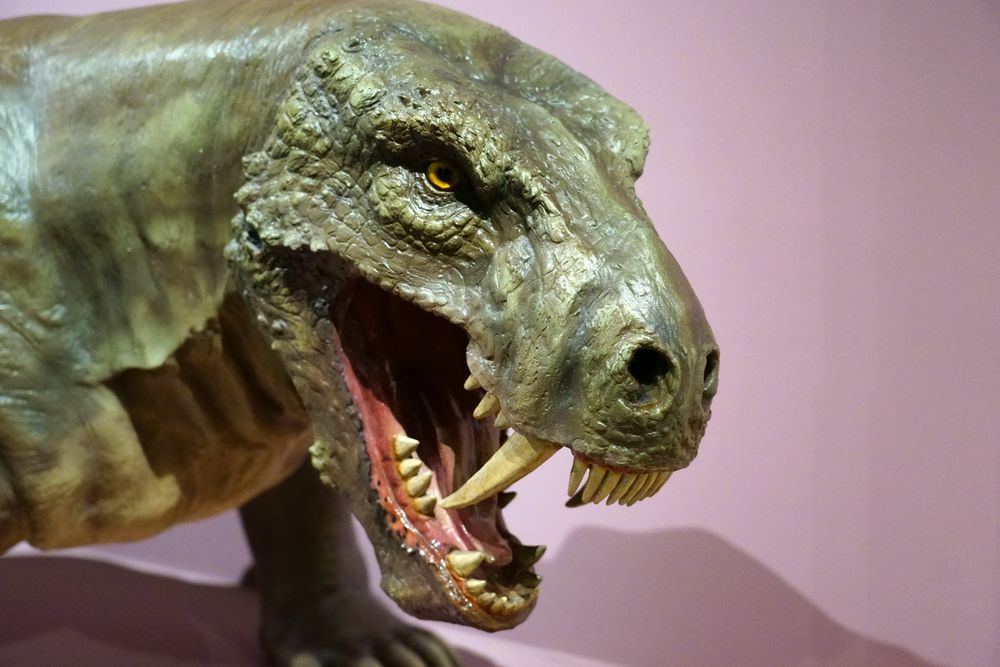 Foto & Bild sonstiges, fossilien & präparate, tiere Bilder