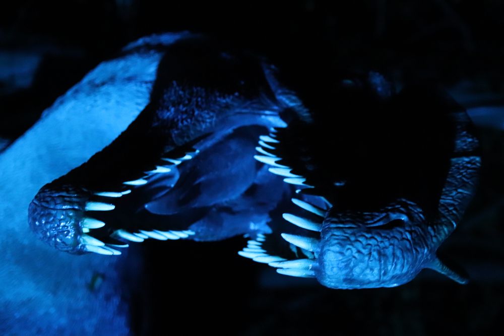 Dinopark Teufelsschlucht - Illumination N°1