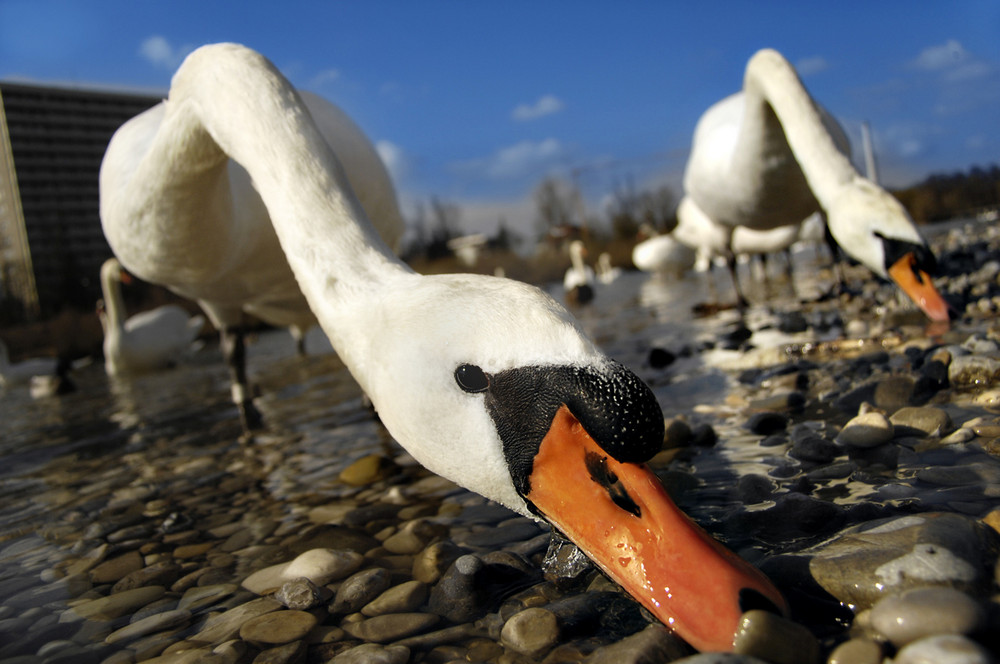 " Dinos " an der Isar  ;-)