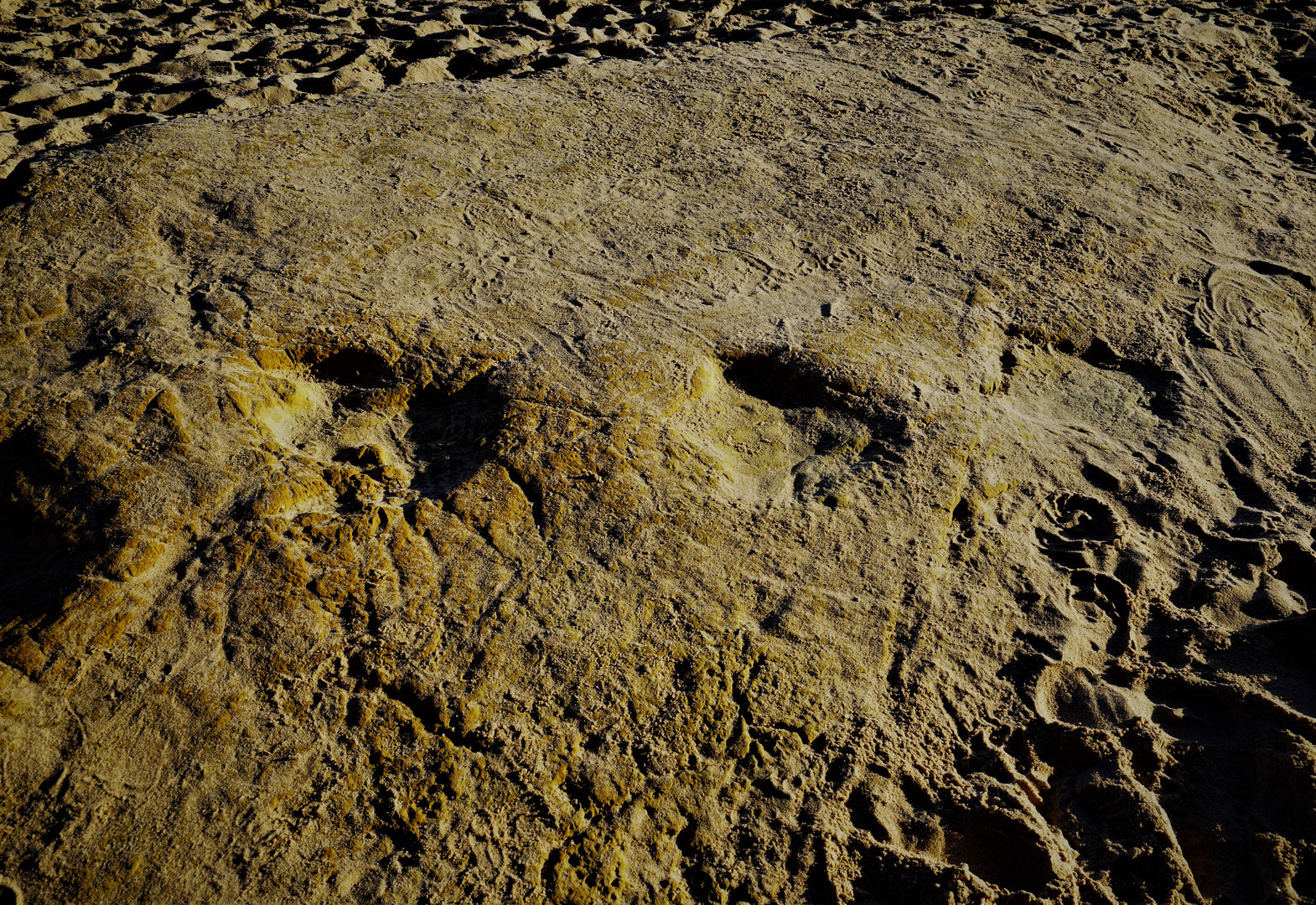 Dinosaur footprint