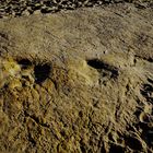 Dinosaur footprint