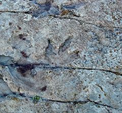 Dinosaur footprint