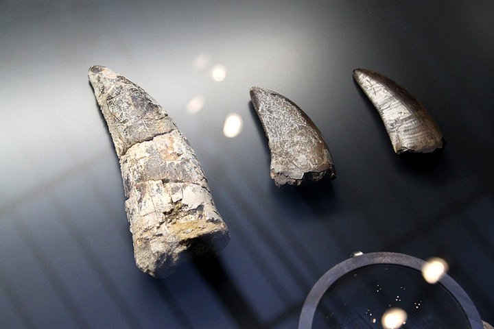 Dinosaur teeth at the Naturkunde Museum, Berlin, Germany, 2010