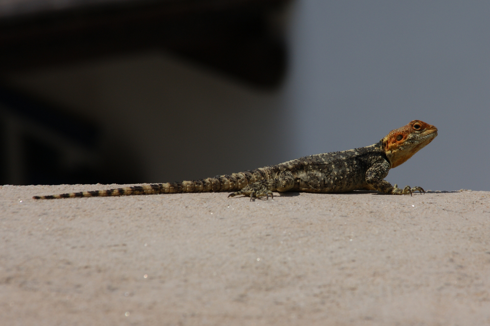 Dinosaurier auf Mykonos