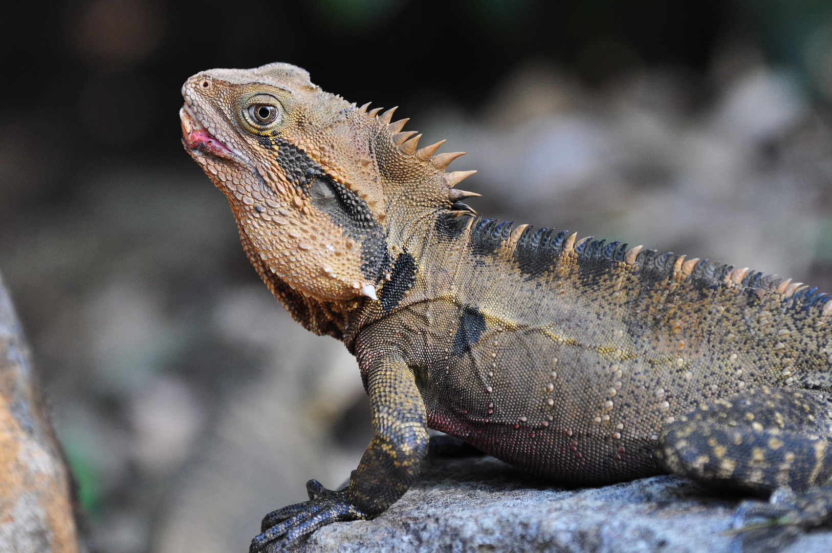 Dinosaurier der Neuzeit