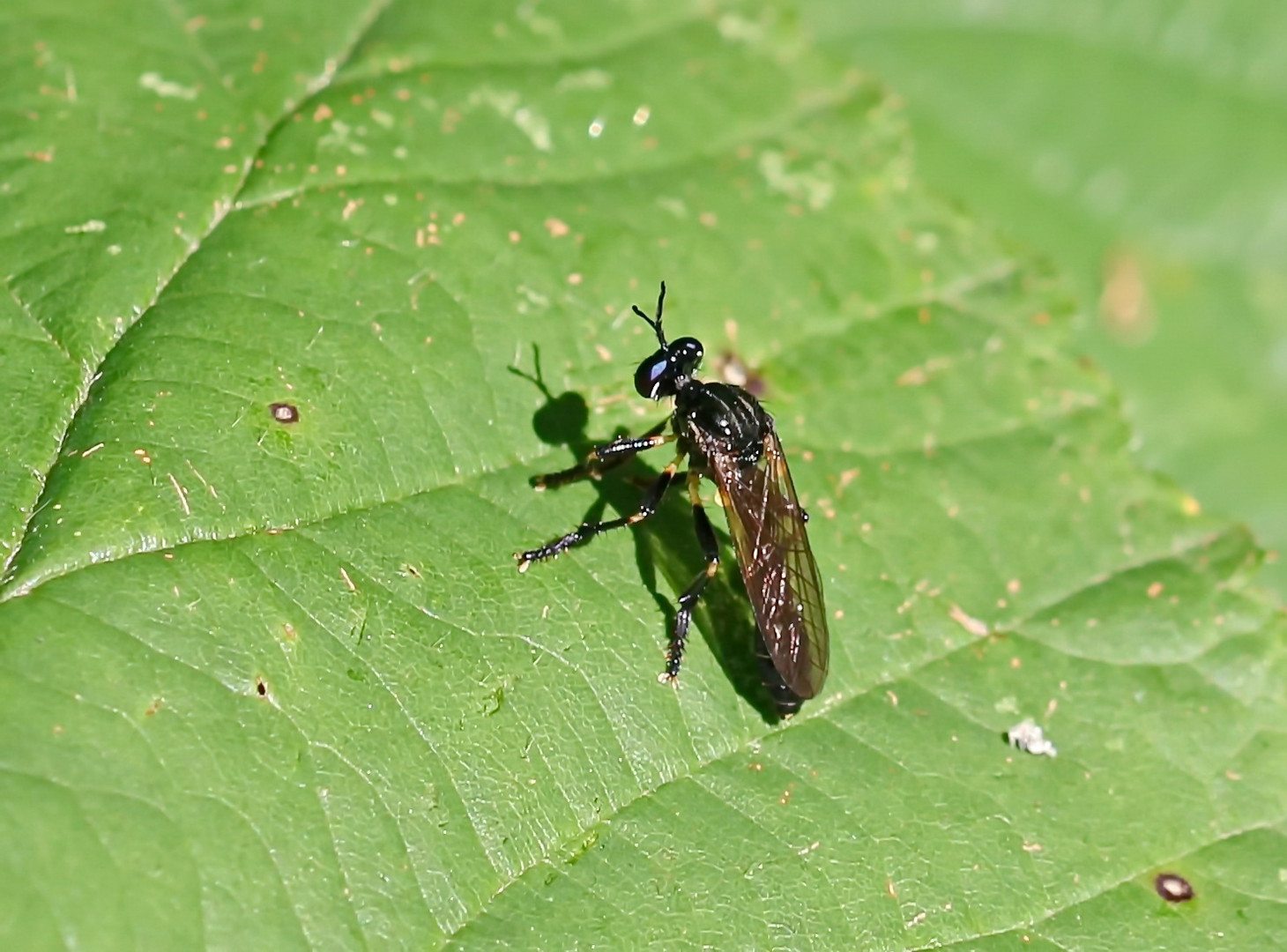 Dioctria cothurnata_m