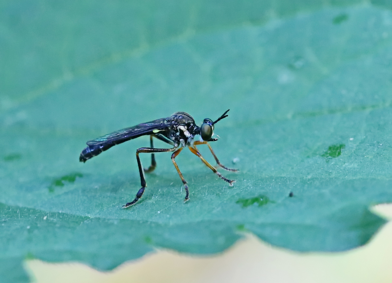 Dioctria hyalipennis