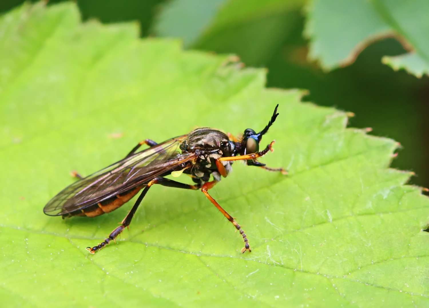 Dioctria rufipes