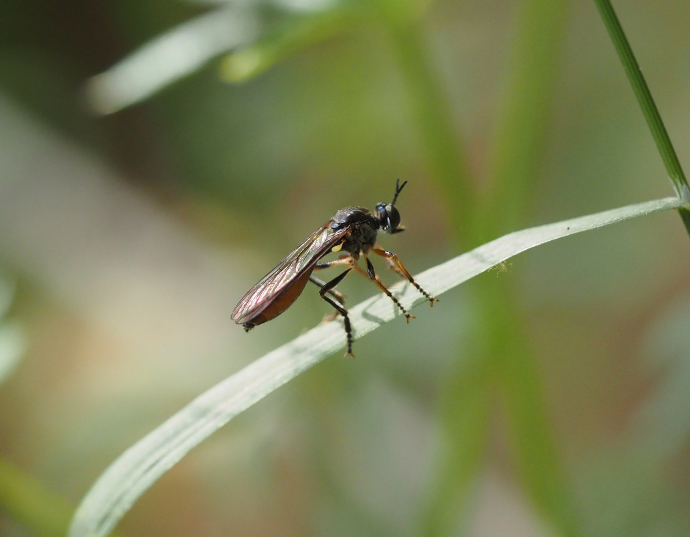 Dioctria sudetica, Böhmische Habichtsfliege