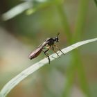 Dioctria sudetica, Böhmische Habichtsfliege