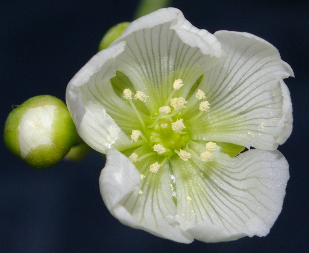 Dionaea