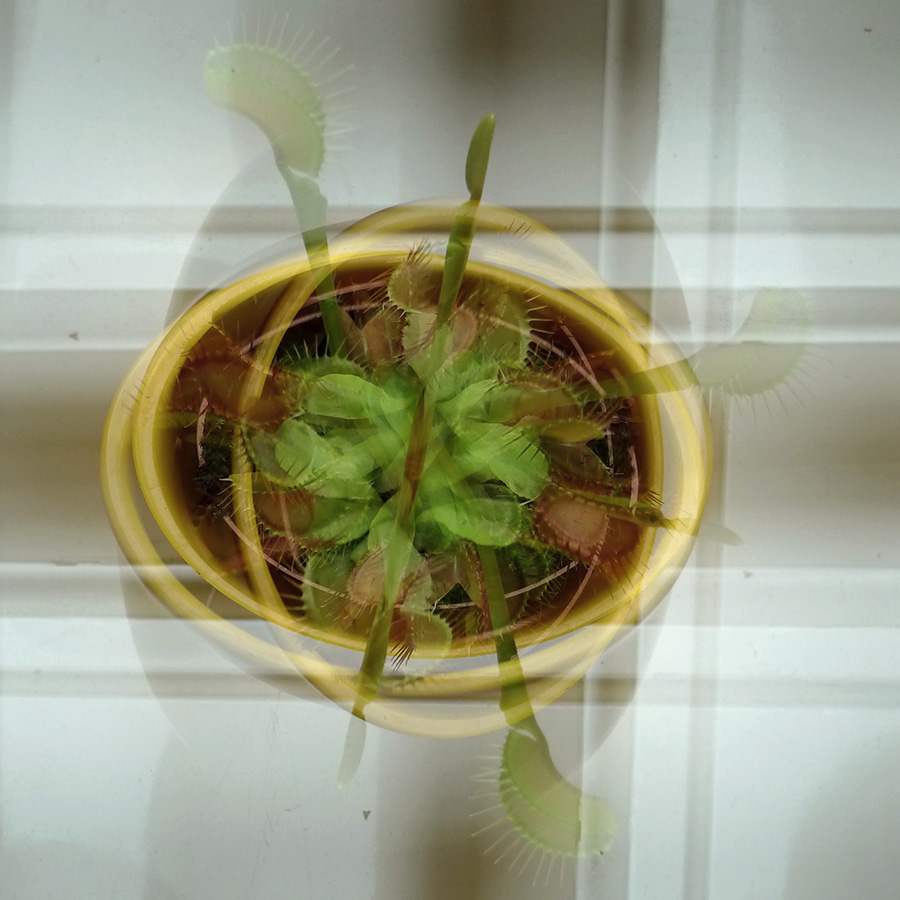 dionaea multi-ex