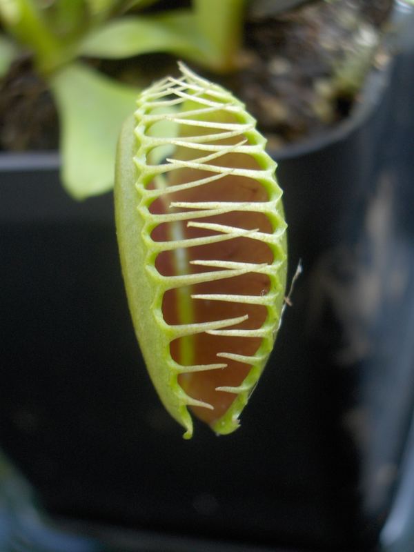 Dionaea muscipola