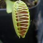 Dionaea muscipola